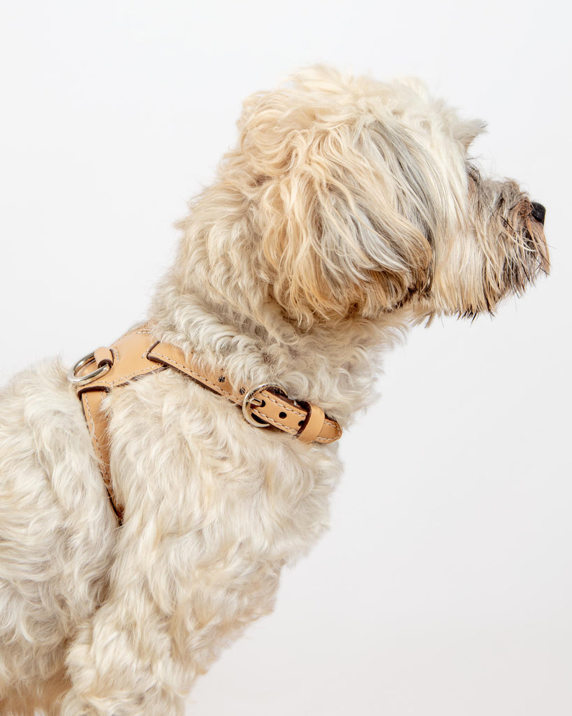 Nuvola Leather Dog Harness in Vanilla (Made in Italy) Walk CARLOTTA PALERMO