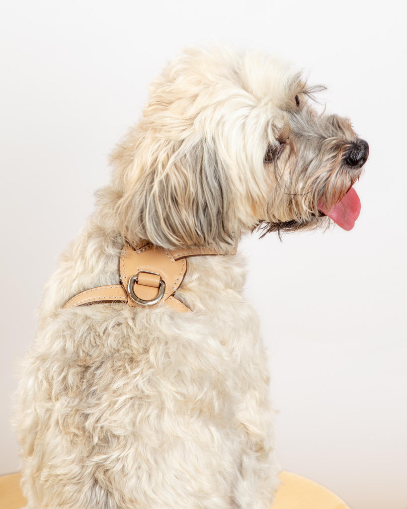 Nuvola Leather Dog Harness in Vanilla (Made in Italy) Walk CARLOTTA PALERMO