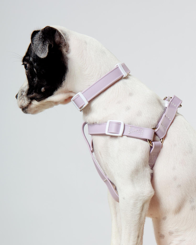 A Walk in the Park Dog Collar in Lilac or Black WALK DOG & CO. COLLECTION   