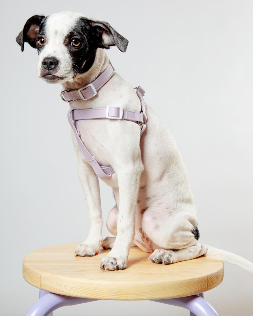 A Walk in the Park Dog Collar in Lilac or Black WALK DOG & CO. COLLECTION   