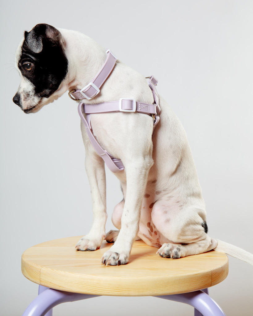 Walk in the Park Waterproof Dog Harness in Lilac or Black (Made in the USA) WALK DOG & CO. COLLECTION   