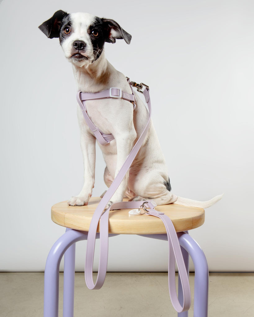 A Walk in the Park Dog Leash in Lilac or Black (Made in the USA) WALK DOG & CO. COLLECTION   