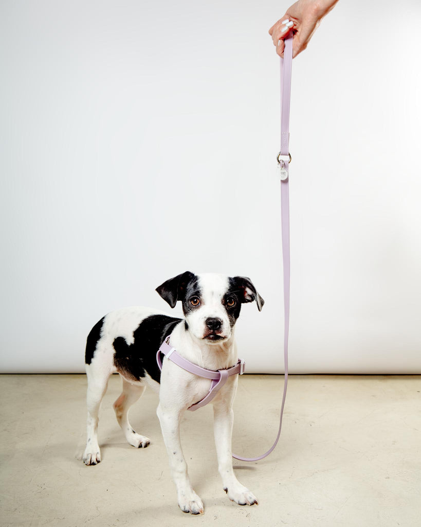 Walk in the Park Waterproof Dog Harness in Lilac or Black (Made in the USA) WALK DOG & CO. COLLECTION   