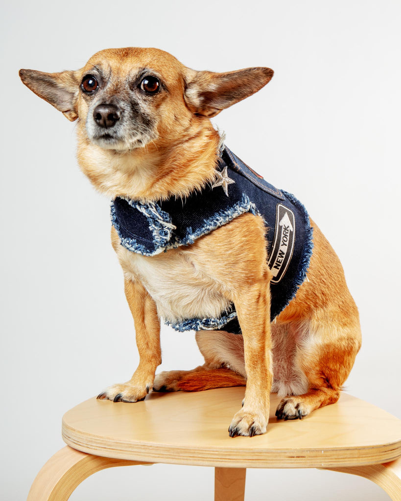 NYC Denim Dog Harness (Dog & Co. Exclusive) WALK HEADS OR TAILS PUP   