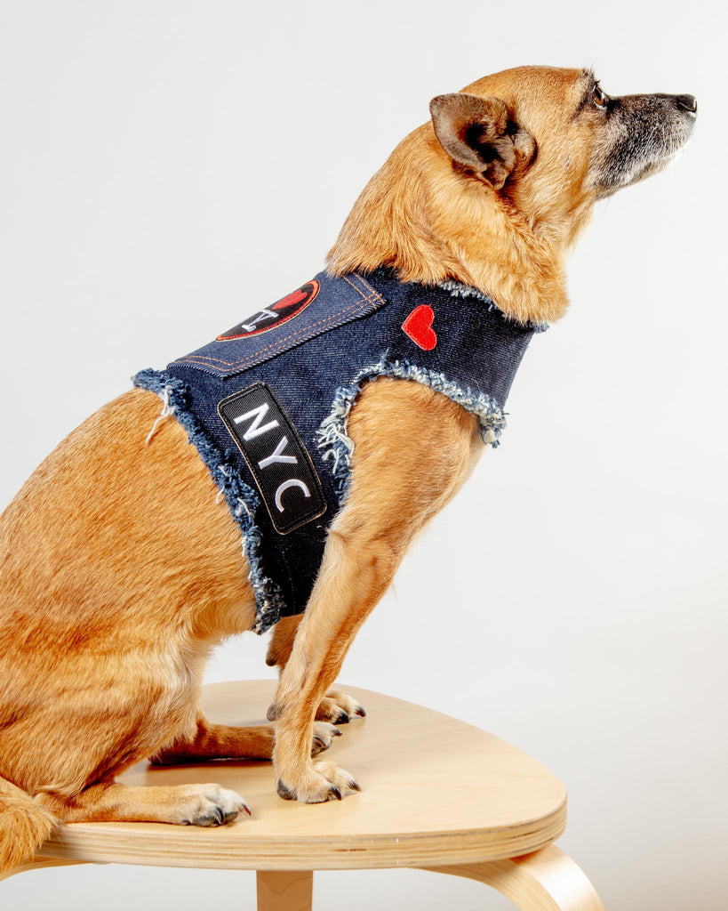 NYC Denim Dog Harness (Dog & Co. Exclusive) WALK HEADS OR TAILS PUP   