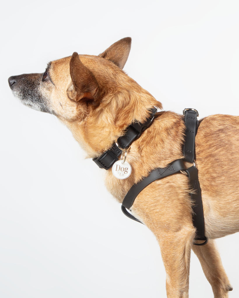 Walk in the Park Waterproof Dog Harness in Lilac or Black (Made in the USA) WALK DOG & CO. COLLECTION   