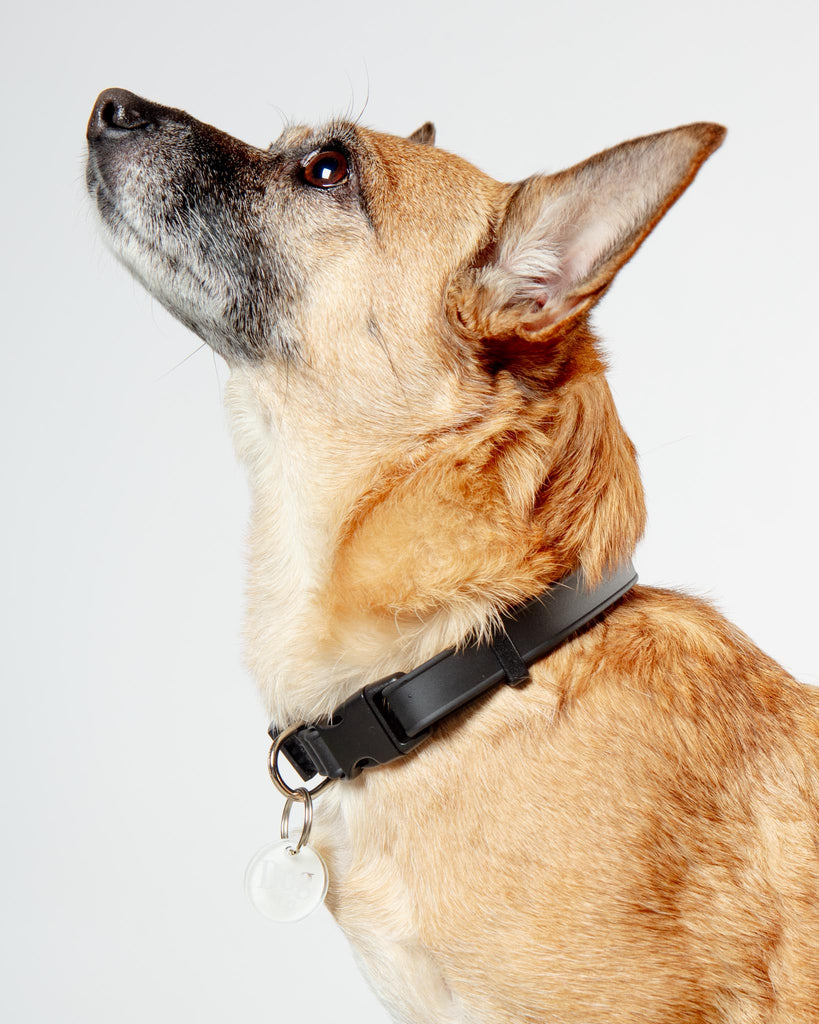 A Walk in the Park Dog Collar in Lilac or Black WALK DOG & CO. COLLECTION   