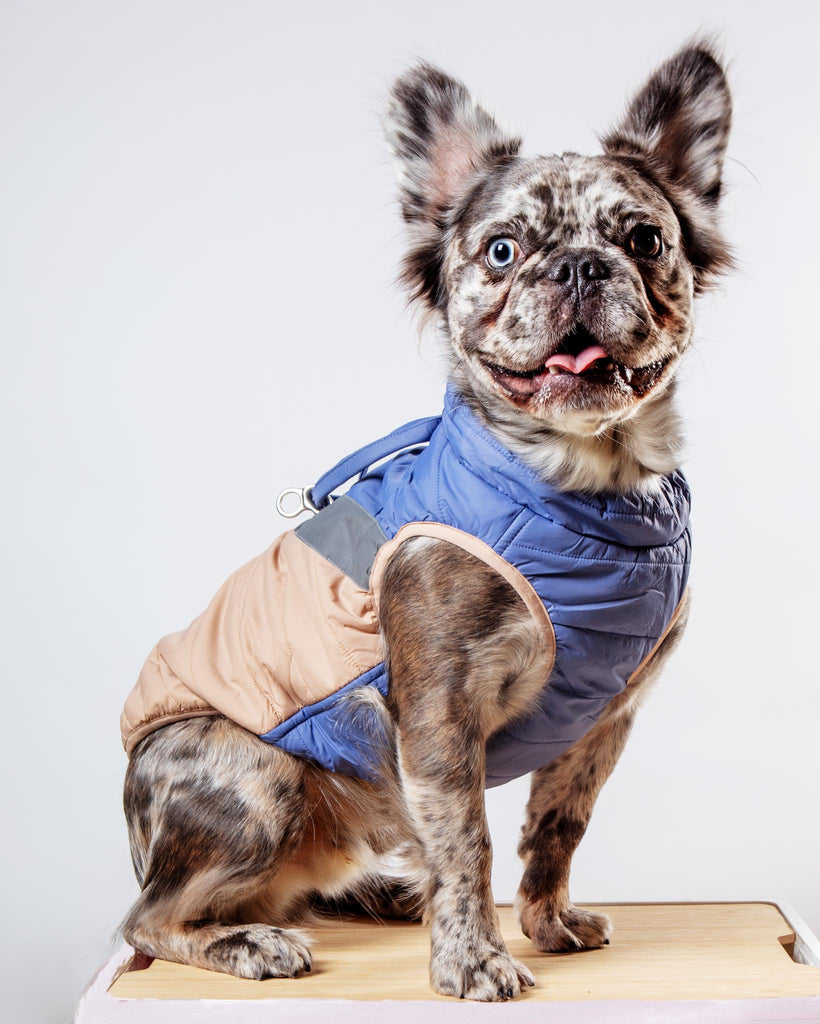 Mountaineer Waterproof Dog Harness Jacket in Tan & Moonstone Blue (FINAL SALE) Wear GOOBY   