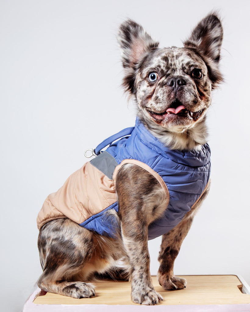 Mountaineer Waterproof Dog Harness Jacket in Tan & Moonstone Blue Wear GOOBY   