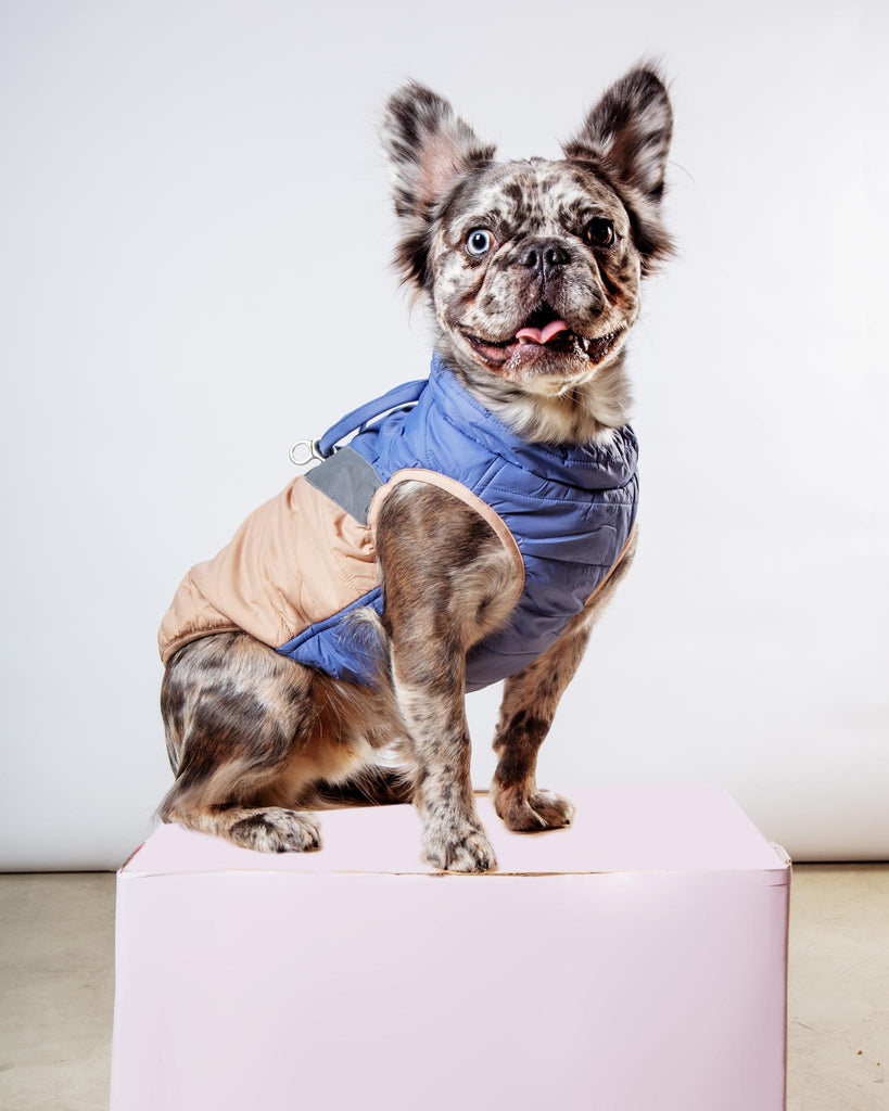 Mountaineer Waterproof Dog Harness Jacket in Tan & Moonstone Blue (FINAL SALE) Wear GOOBY   