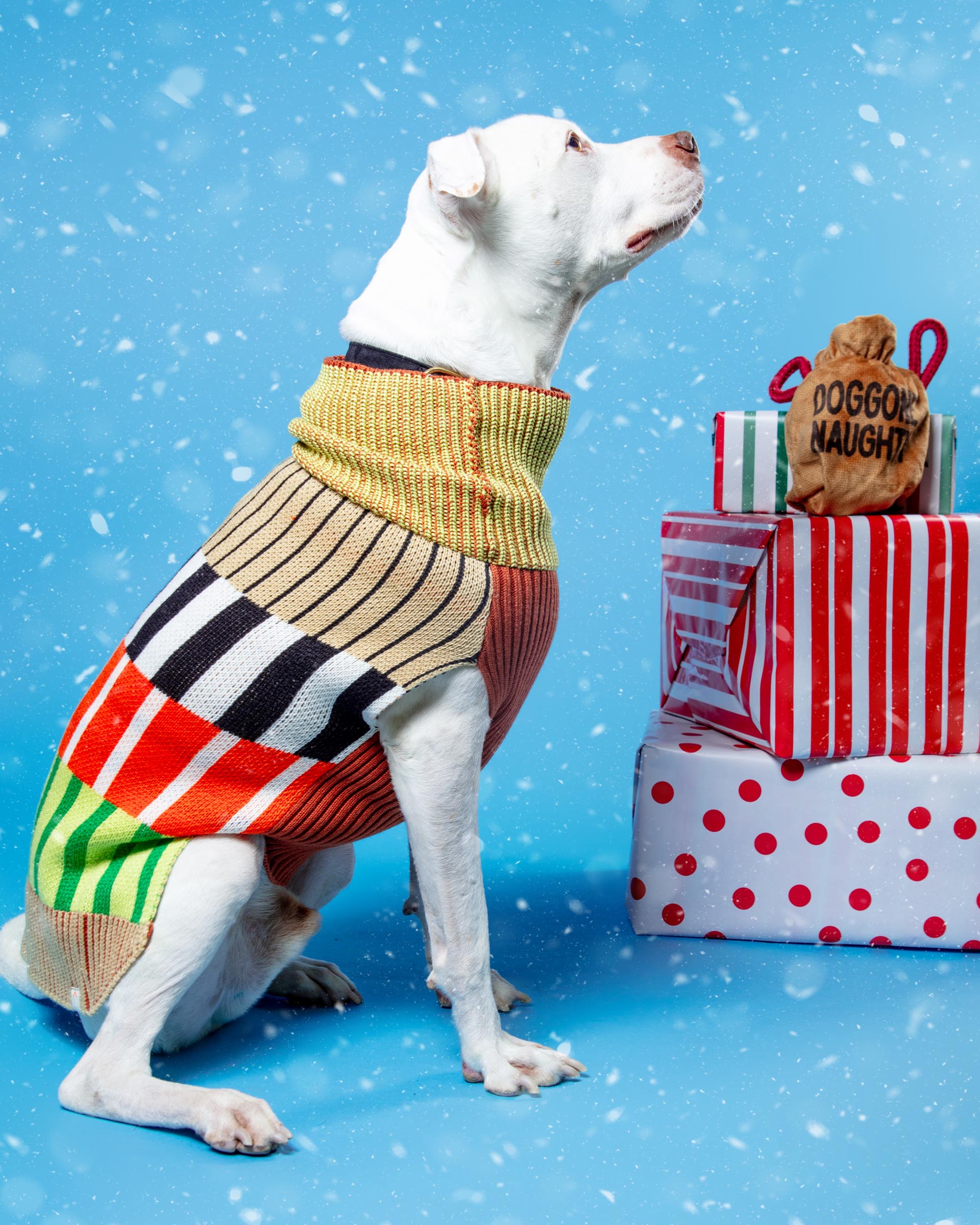 DOG & CO. | Quality Pet Products, In-Store & Online