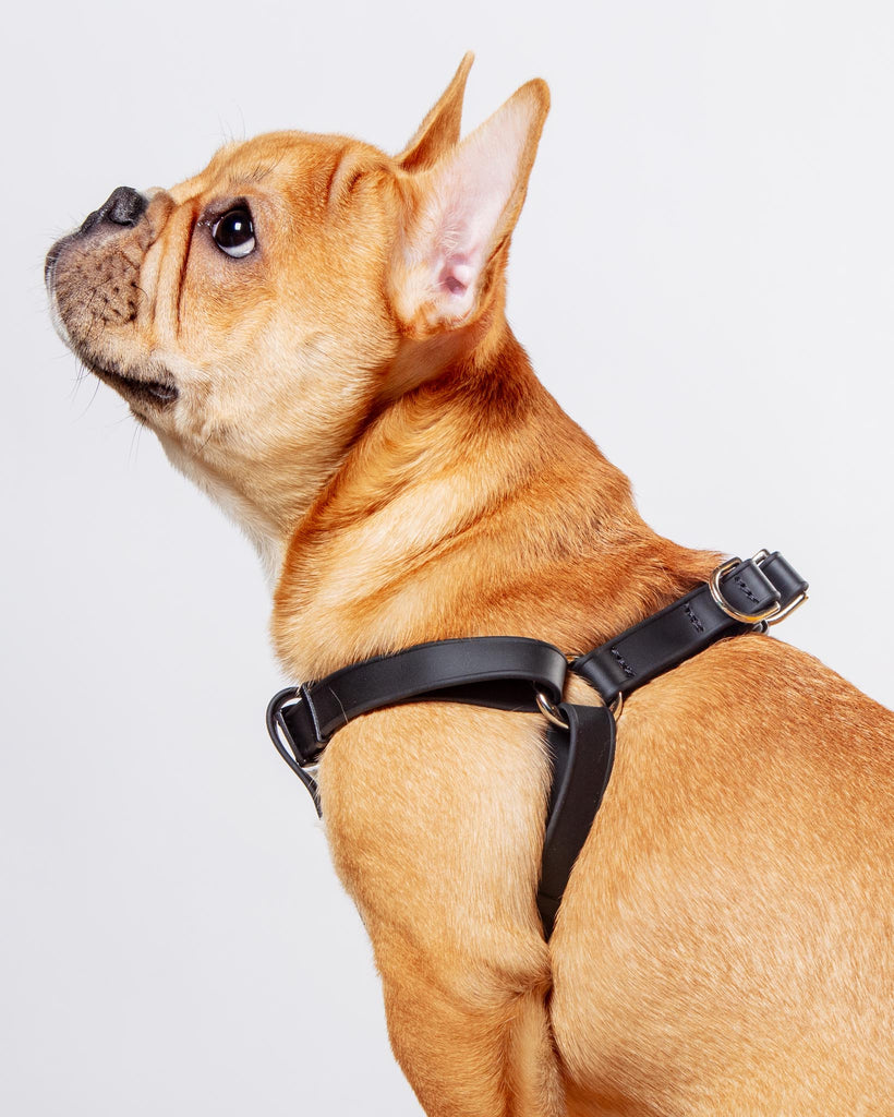 Walk in the Park Waterproof Dog Harness in Lilac or Black (Made in the USA) WALK DOG & CO. COLLECTION   