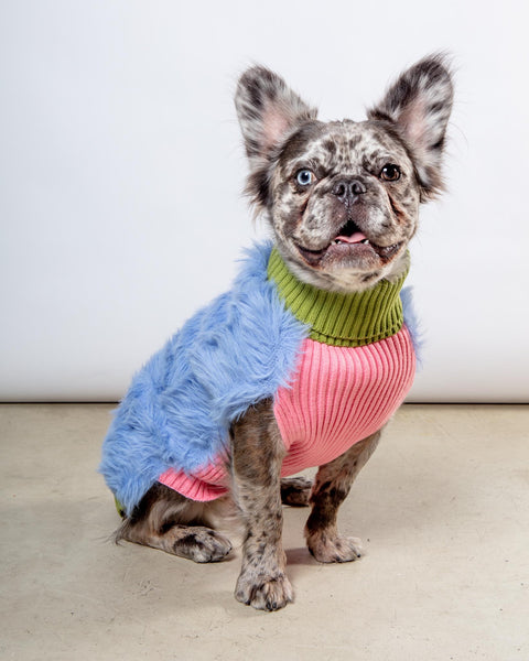 Dog_Co_1C5A4820_7e88a121-b1e2-