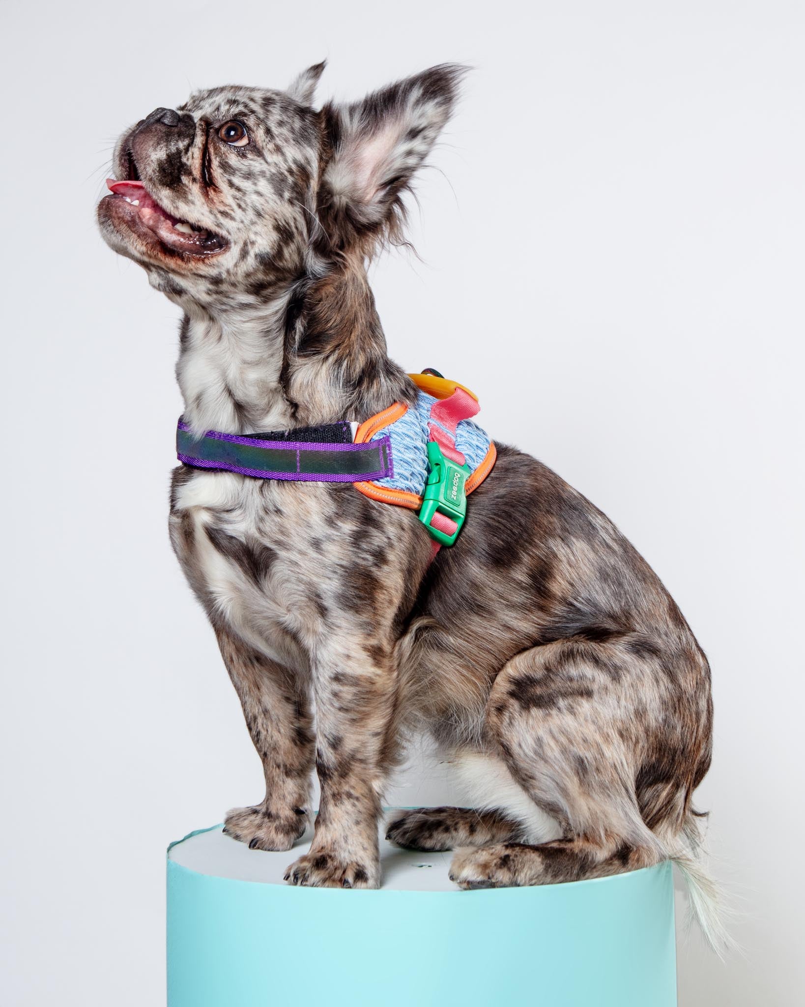 ZEE.DOG | Flyharness in Galaxy for Dogs | DOG & CO.