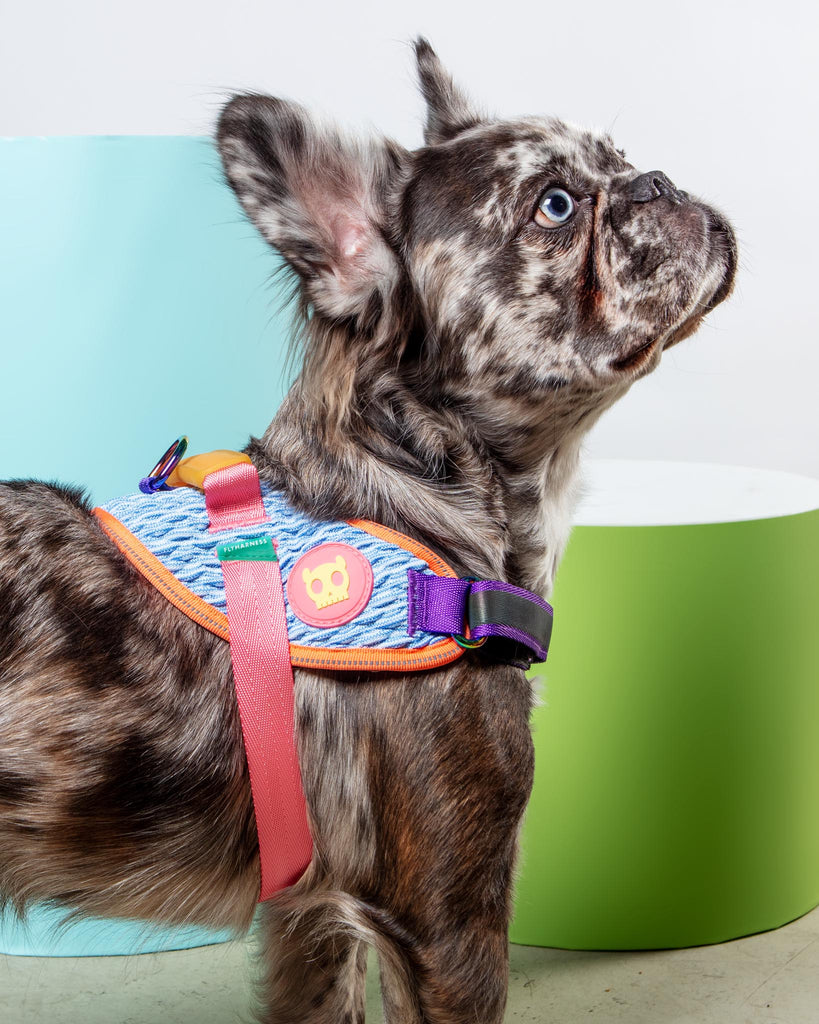 Flyharness in Galaxy for Dogs WALK ZEE.DOG   