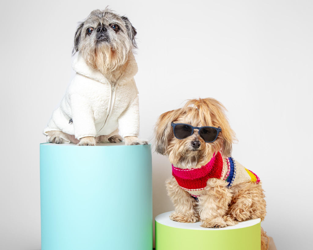 Neon Stripe Wool Dog Sweater (FINAL SALE) Wear WARE OF THE DOG   
