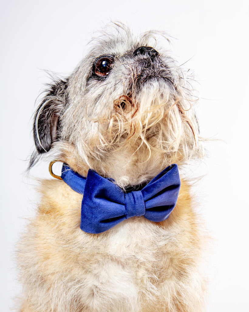 Navy Velvet Dog Bow-Tie (Made in the USA) Wear THE FOGGY DOG   