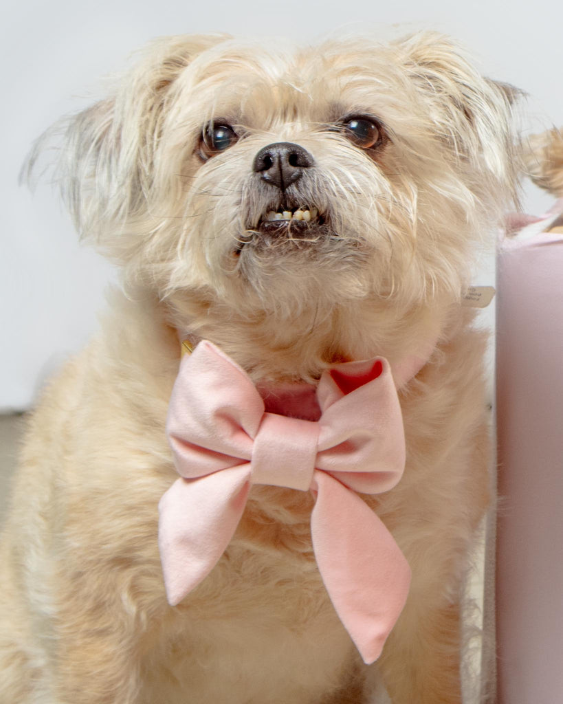 Blush Pink Velvet Dog Lady Bow (Made in the USA) Wear THE FOGGY DOG   