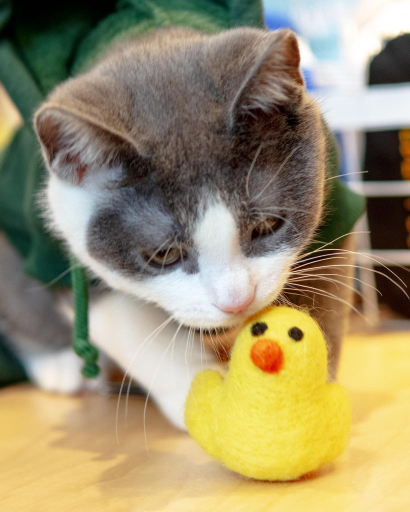 Little Chick Natural Wool Catnip Cat Toy CAT THE FOGGY DOG   