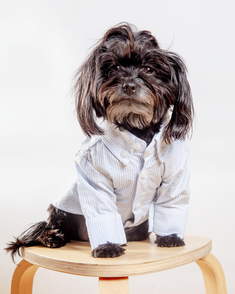 Slim Fit Organic Cotton Button Down Dog Shirt in Striped Blue Wear COLETTE ET GASTON   