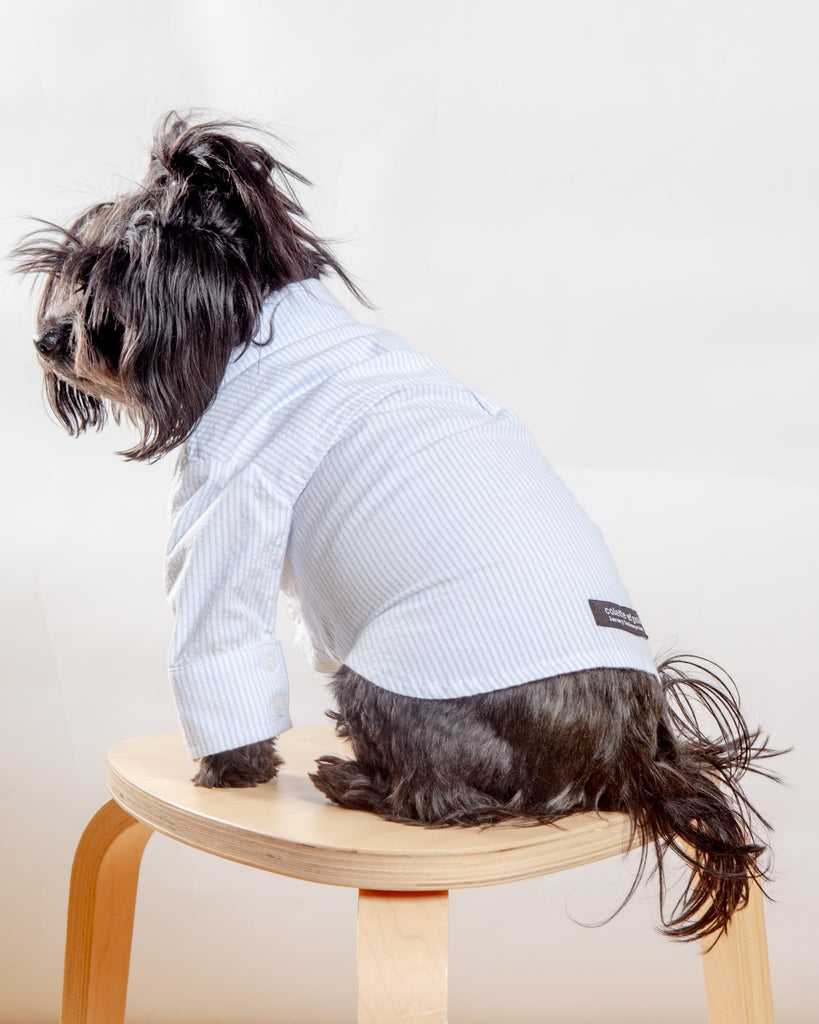 Slim Fit Organic Cotton Button Down Dog Shirt in Striped Blue Wear COLETTE ET GASTON   