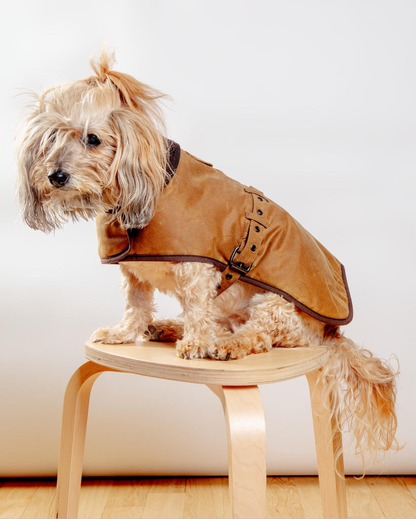 DOG & CO.  Quality Pet Products, In-Store & Online