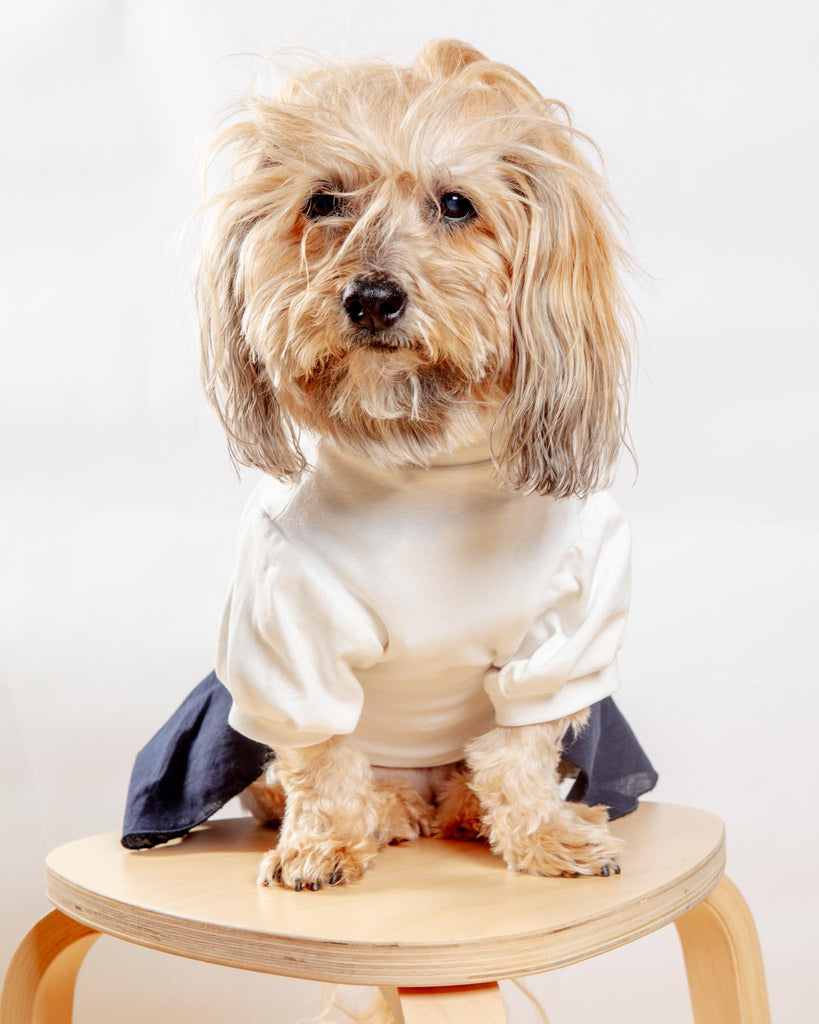 Soft Dog Dress in White & Navy Wear COLETTE ET GASTON   