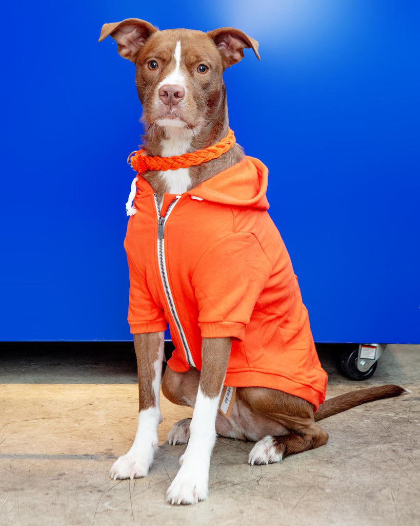 open lace back dress ELLIE DOG WEAR | Zip-Up Dog Hoodie in Orange