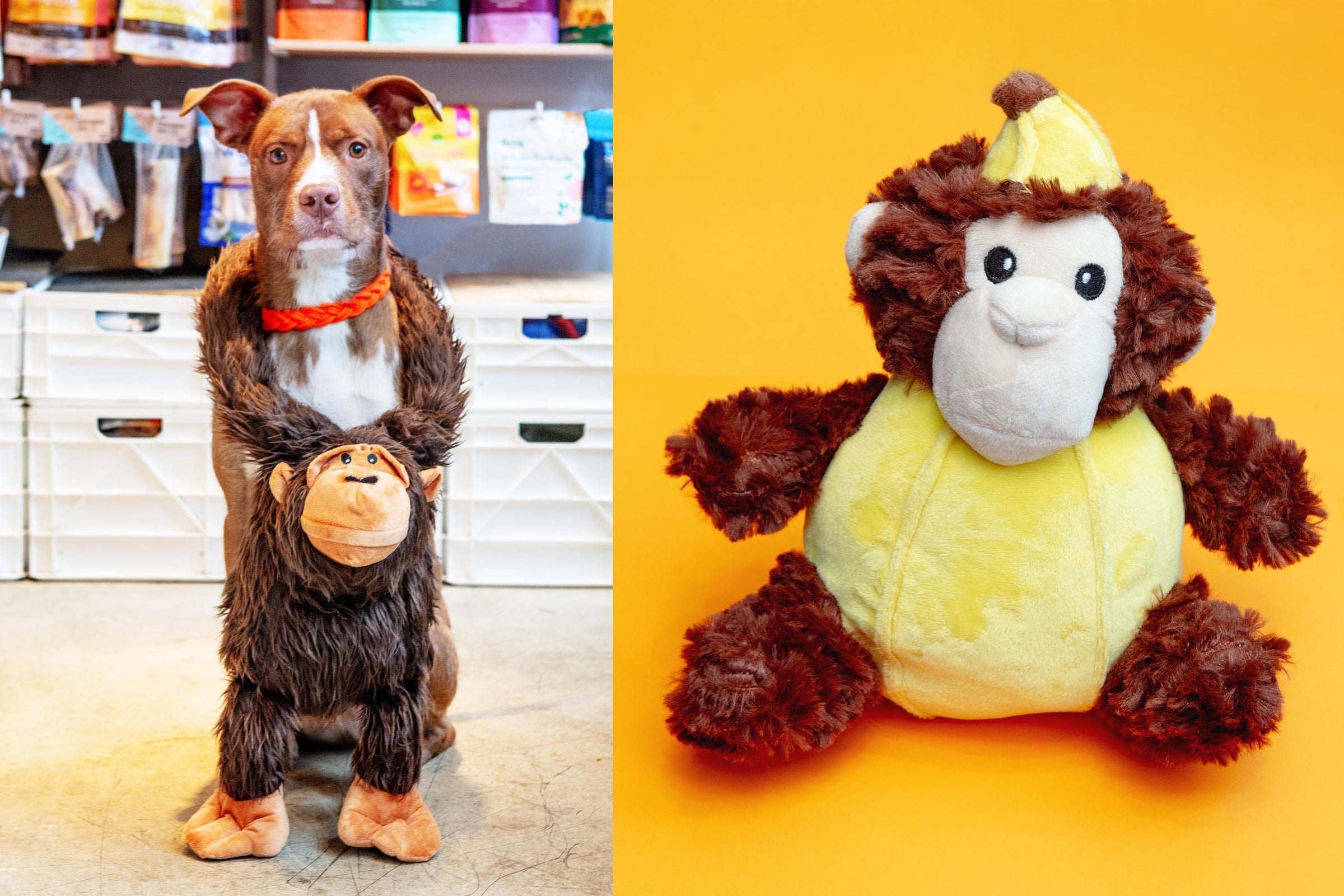 DOG & CO. | Quality Pet Products, In-Store & Online