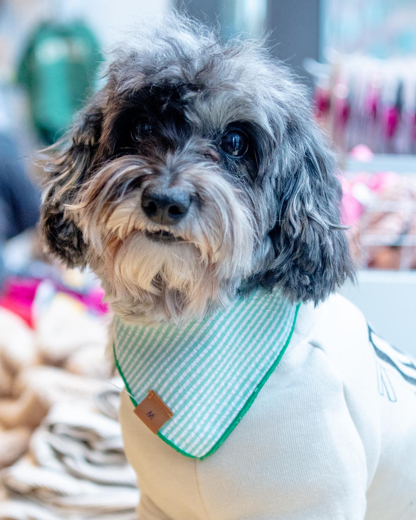 THE FOGGY DOG | Green Seersucker Dog Bandana | DOG & CO.