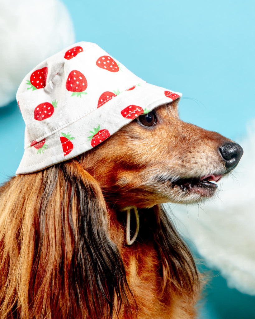 Strawberry Bucket Hat for Dogs Wear DOGO   