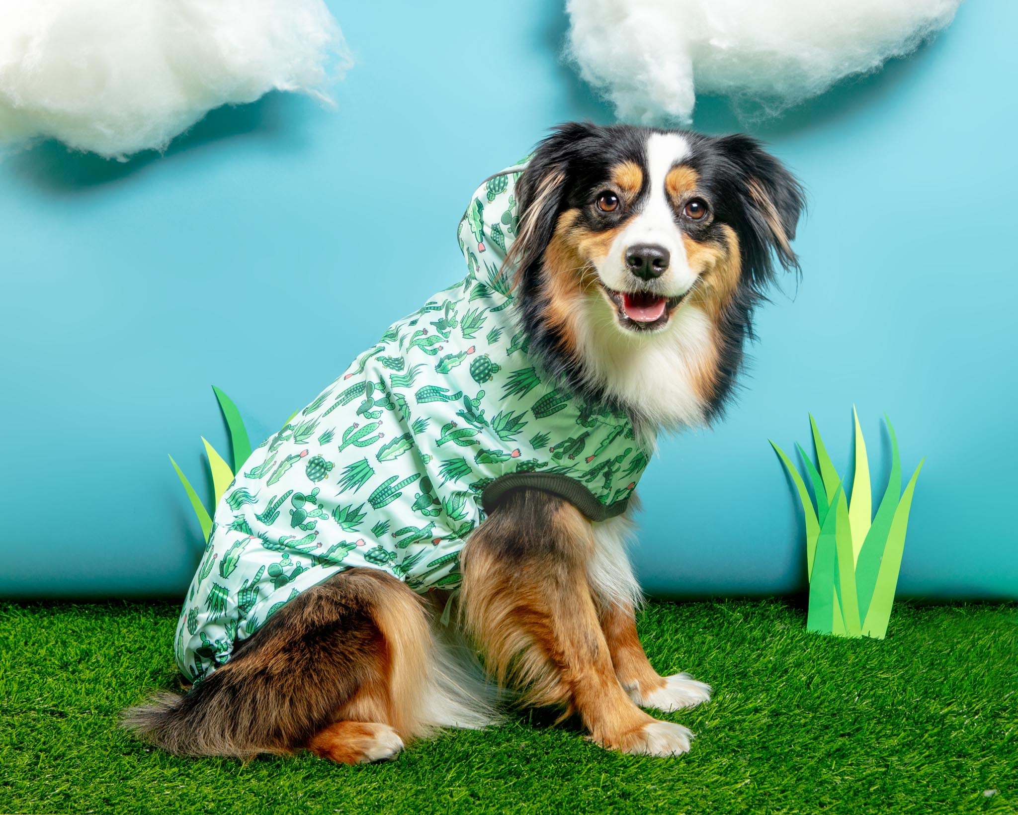 Dog_Co_1C5A6708_1_2048x.jpg?v=
