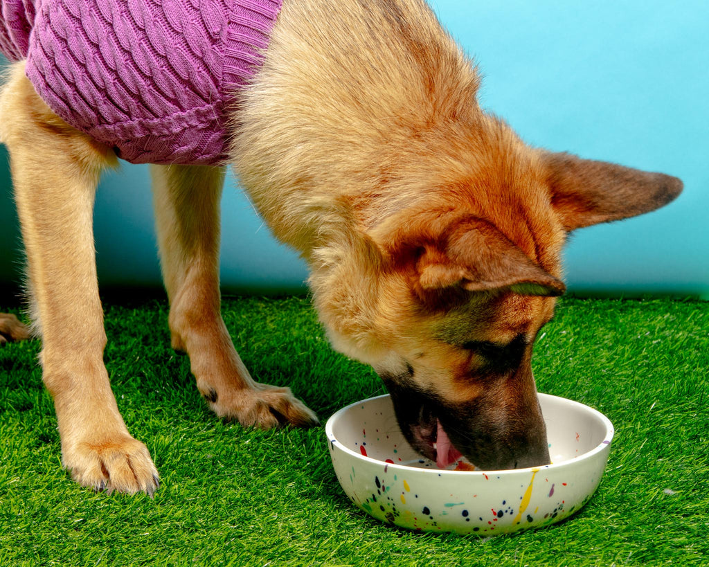 Ceramic Pet Bowl in Confetti (Made in the USA) Eat FELT + FAT   