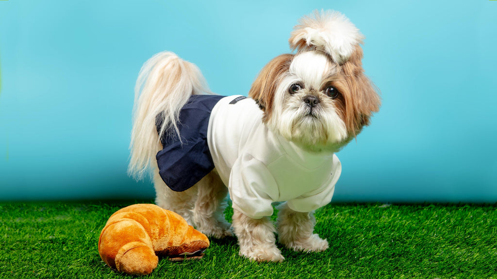 DOG & CO.  Quality Pet Products, In-Store & Online