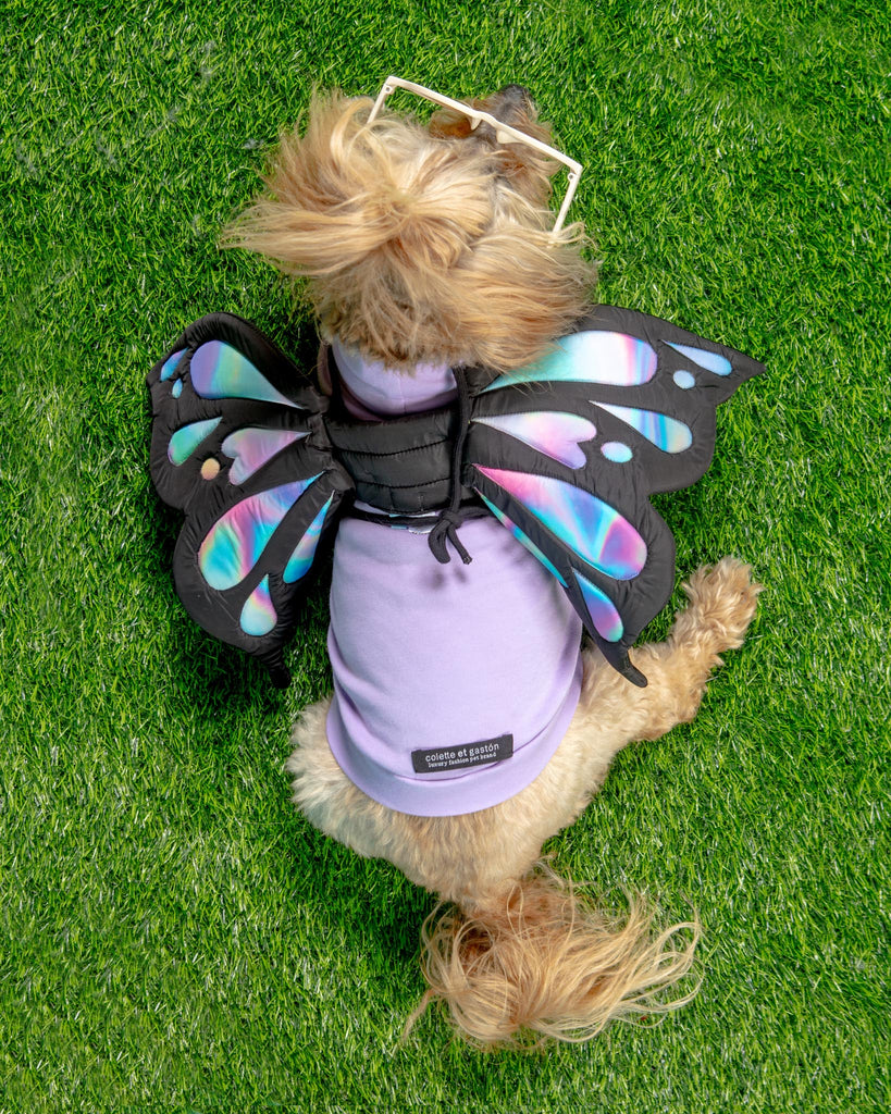 Adjustable Tie-On Butterfly Wings for Dogs Wear DOGO   