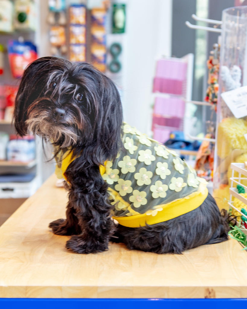 Flower Mesh Dog Shirt (Made in the USA) Wear ICECREAMTREE STUDIO   