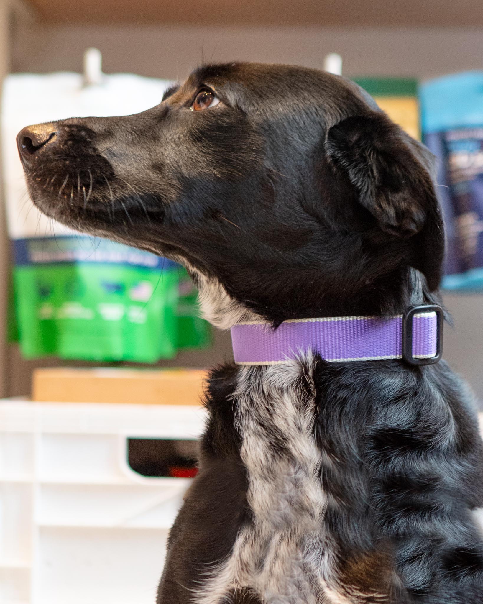 UPCOUNTRY | Color Market Bamboo Dog Collar in Lavender (Made in the USA)