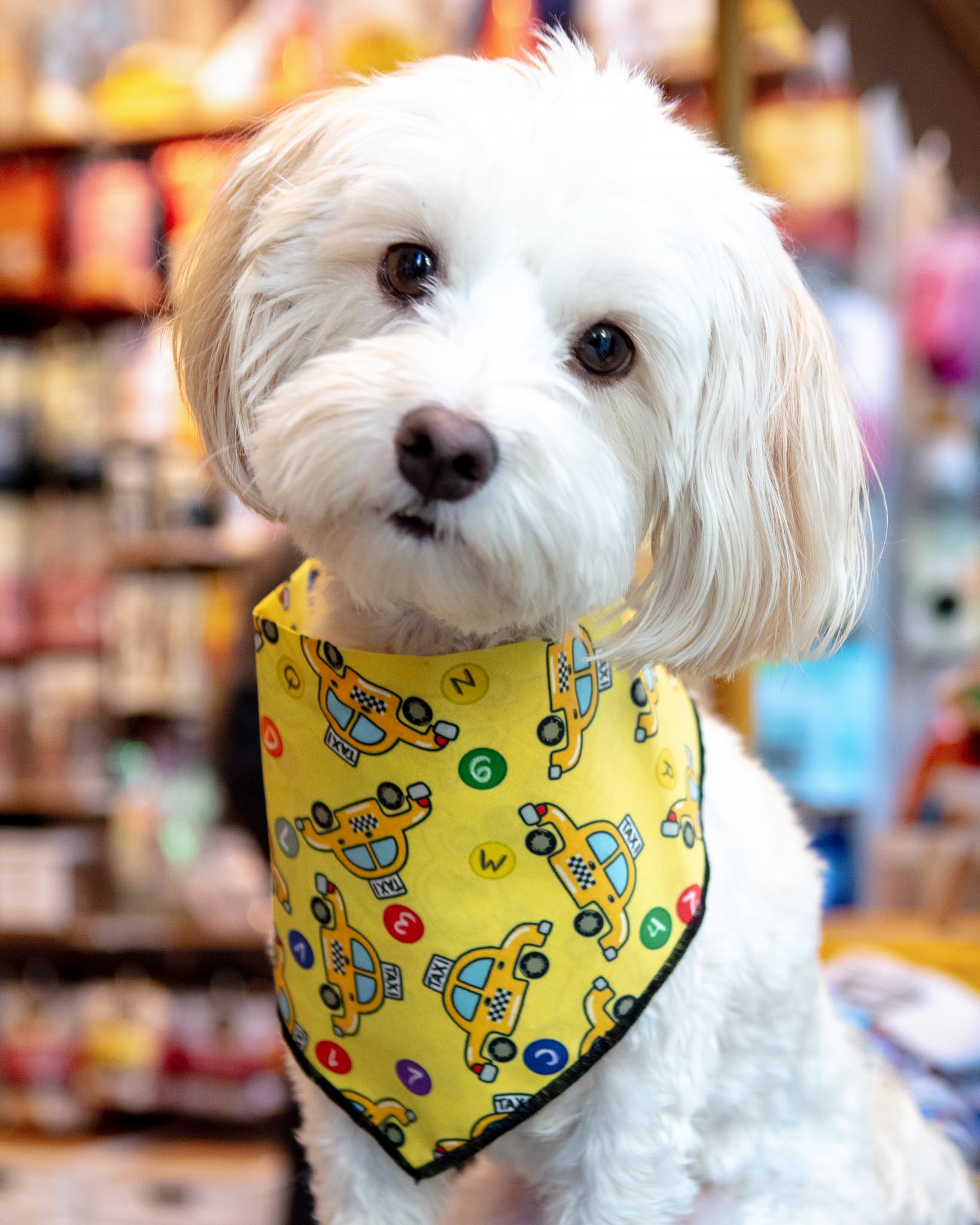 Summer in the City | NEW YORK, NY | DOG & CO.