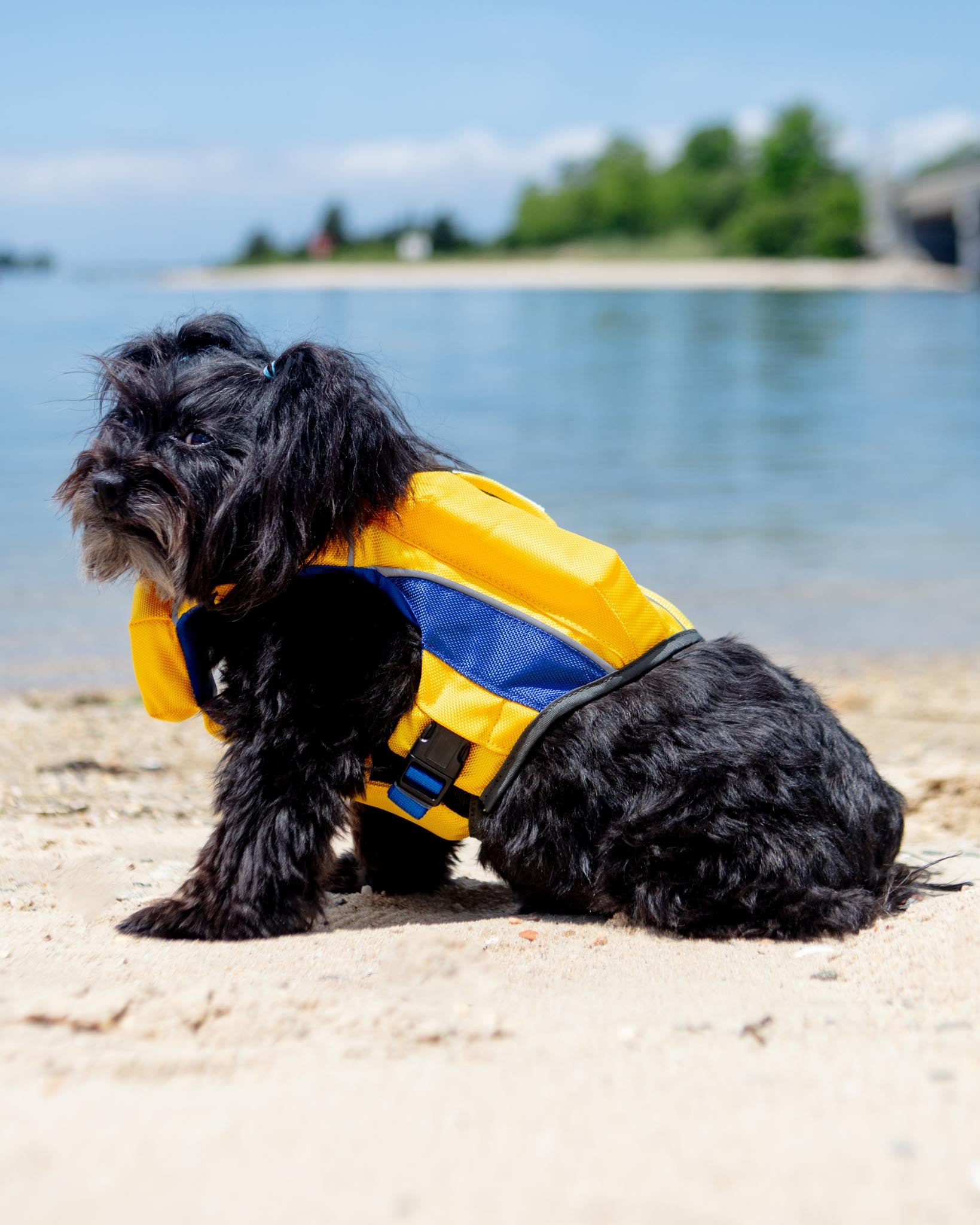 Dog_Co_1C5A8290_1639x.jpg?v=