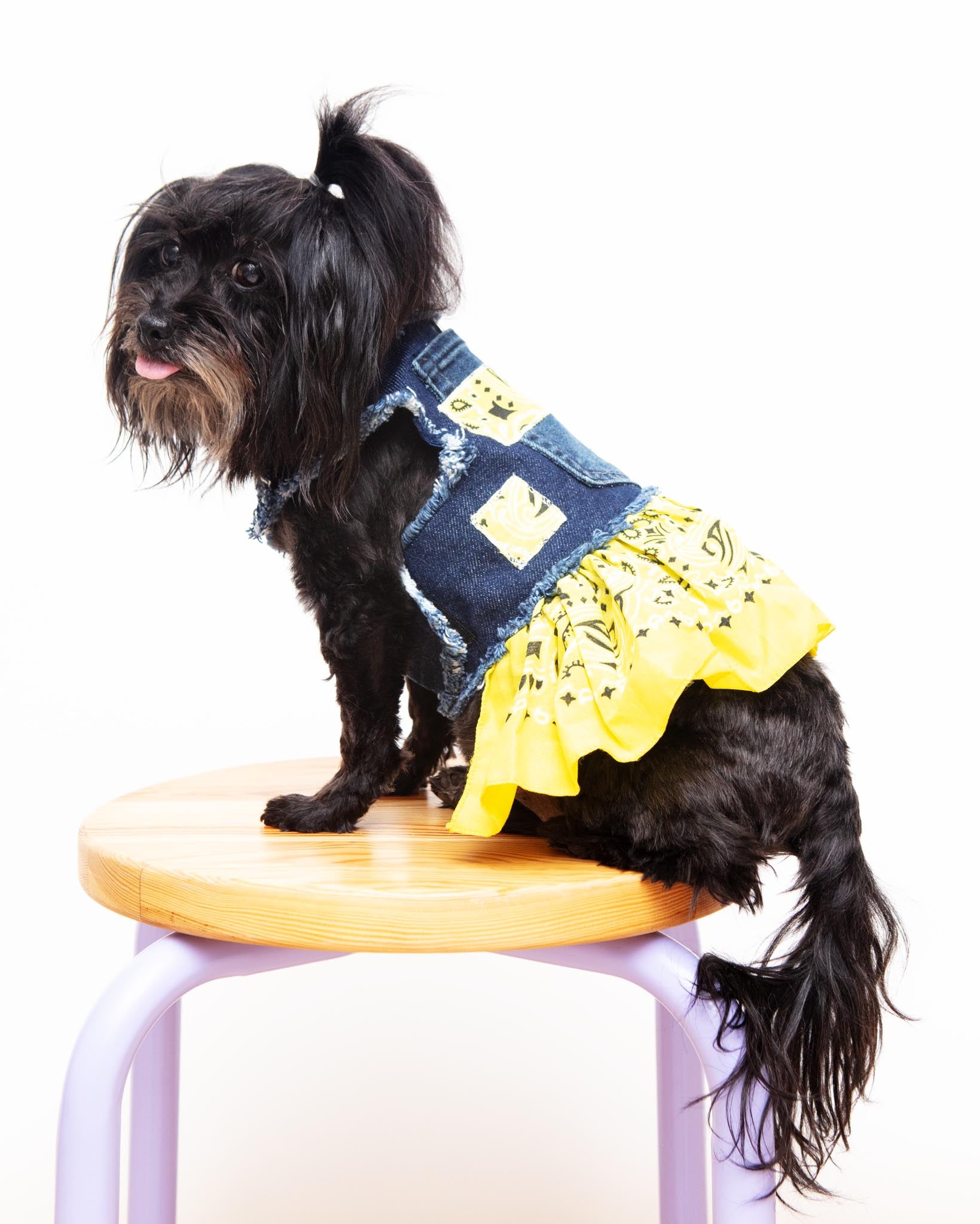 DOG & CO. | Quality Pet Products, In-Store & Online