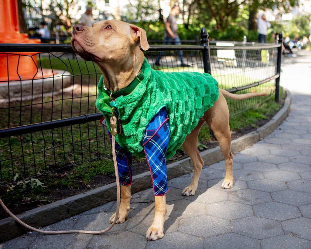 THE WORTHY DOG | Fleece Check Half-Zip Pullover for Dogs | DOG & CO.