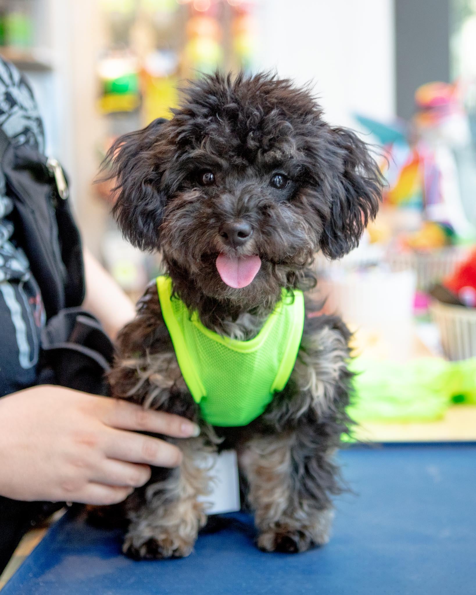 Neon Mesh Dog Tank Top (CLEARANCE) | DOG & CO.