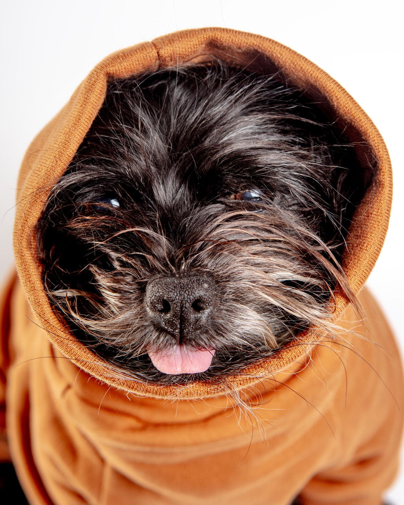 Sweatsuit Onesie for Dogs in Camel Wear COLETTE ET GASTON   