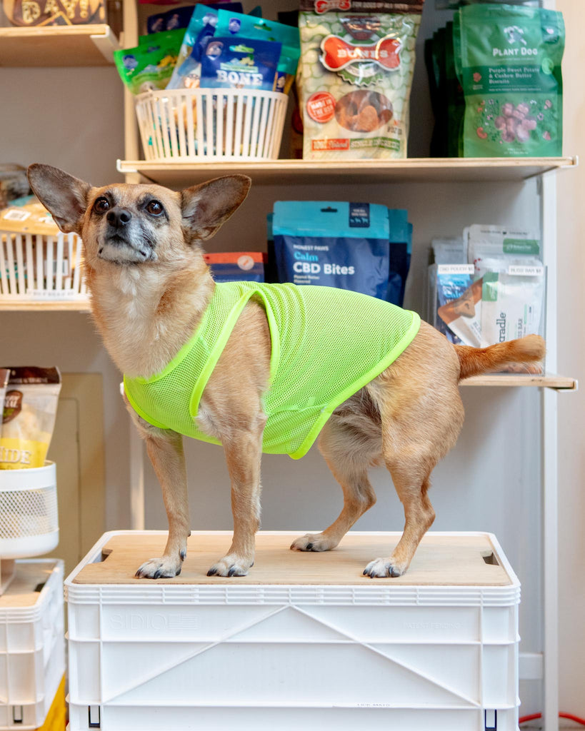 Neon Mesh Dog Tank Top (CLEARANCE) Wear BARKWELL   