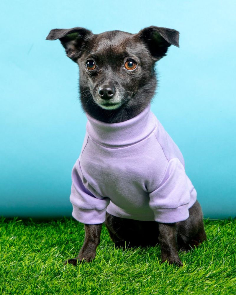 Cotton Pullover Dog T-Shirt in Lavender or Navy Wear COLETTE ET GASTON   