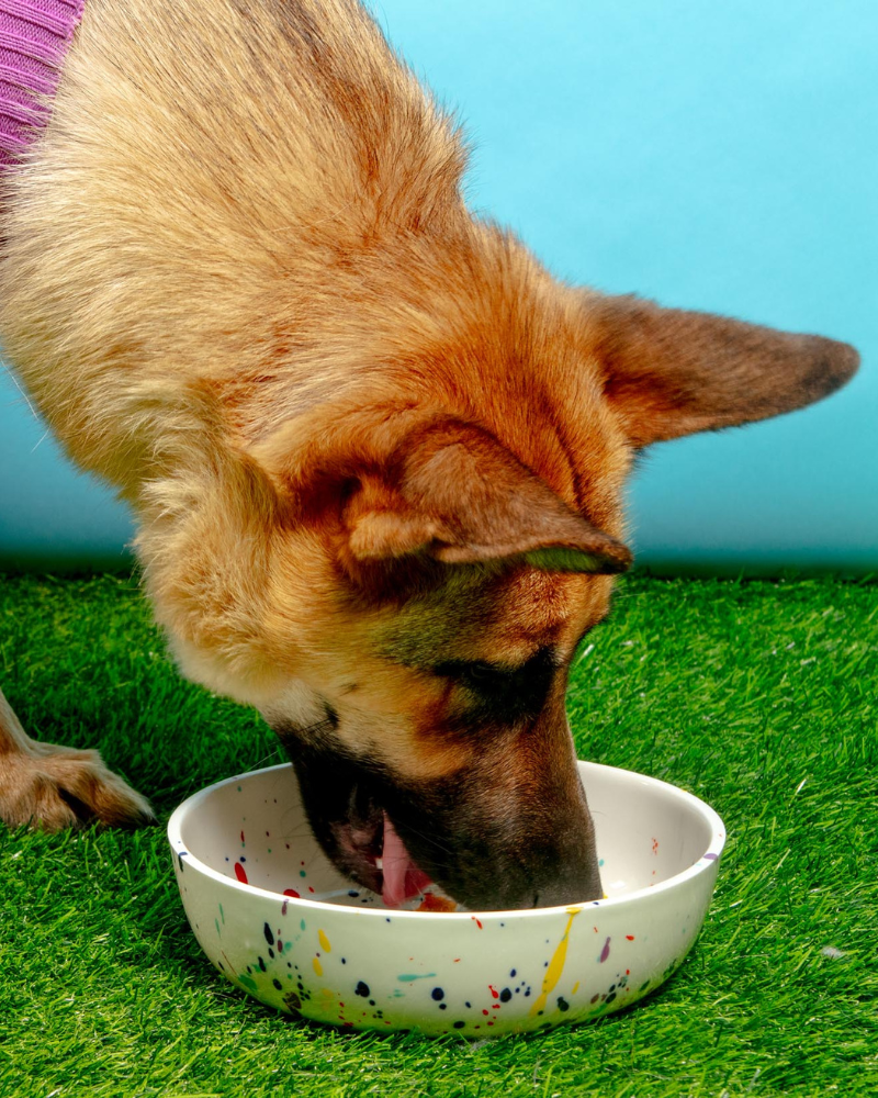 Ceramic Pet Bowl in Confetti (Made in the USA) Eat FELT + FAT   