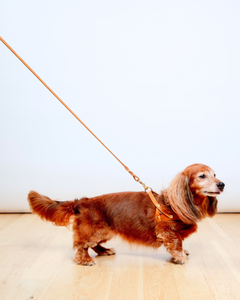 Butter Leather Dog Harness in Sahara Cognac (Made in Austria) WALK MOLLY & STITCH