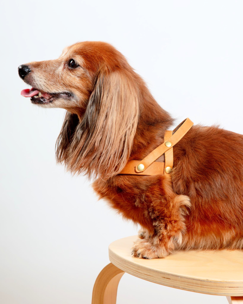 Butter Leather Dog Harness in Sahara Cognac (Made in Austria) WALK MOLLY & STITCH