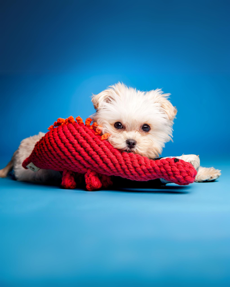 Stew the Stegosaurs Rope Dog Toy Play JAX & BONES   