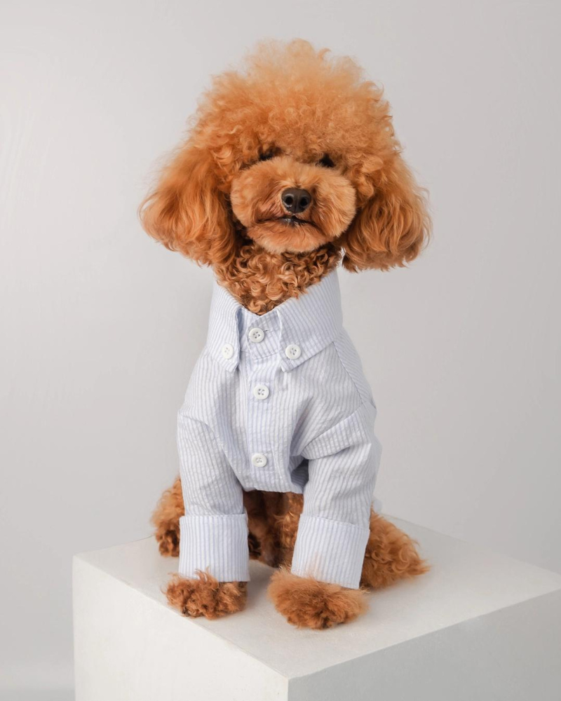 Slim Fit Organic Cotton Button Down Dog Shirt in Striped Blue Wear COLETTE ET GASTON   